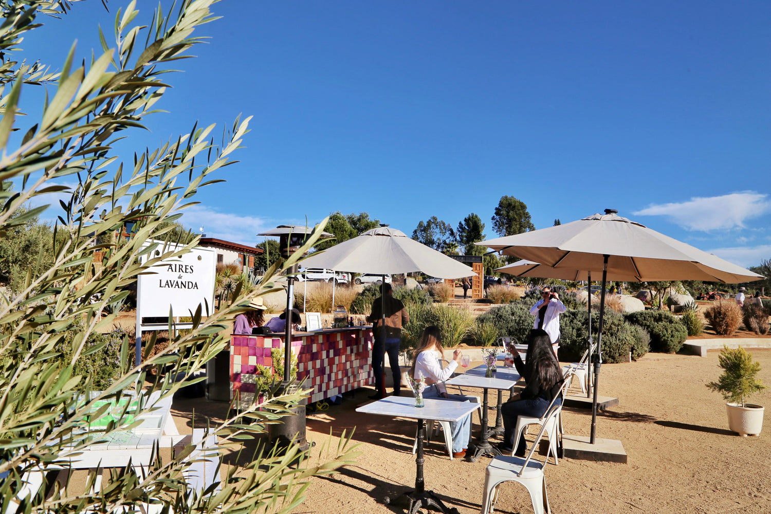 Campo de Lavanda Aires de Lavanda en el Valle de Guadalupe