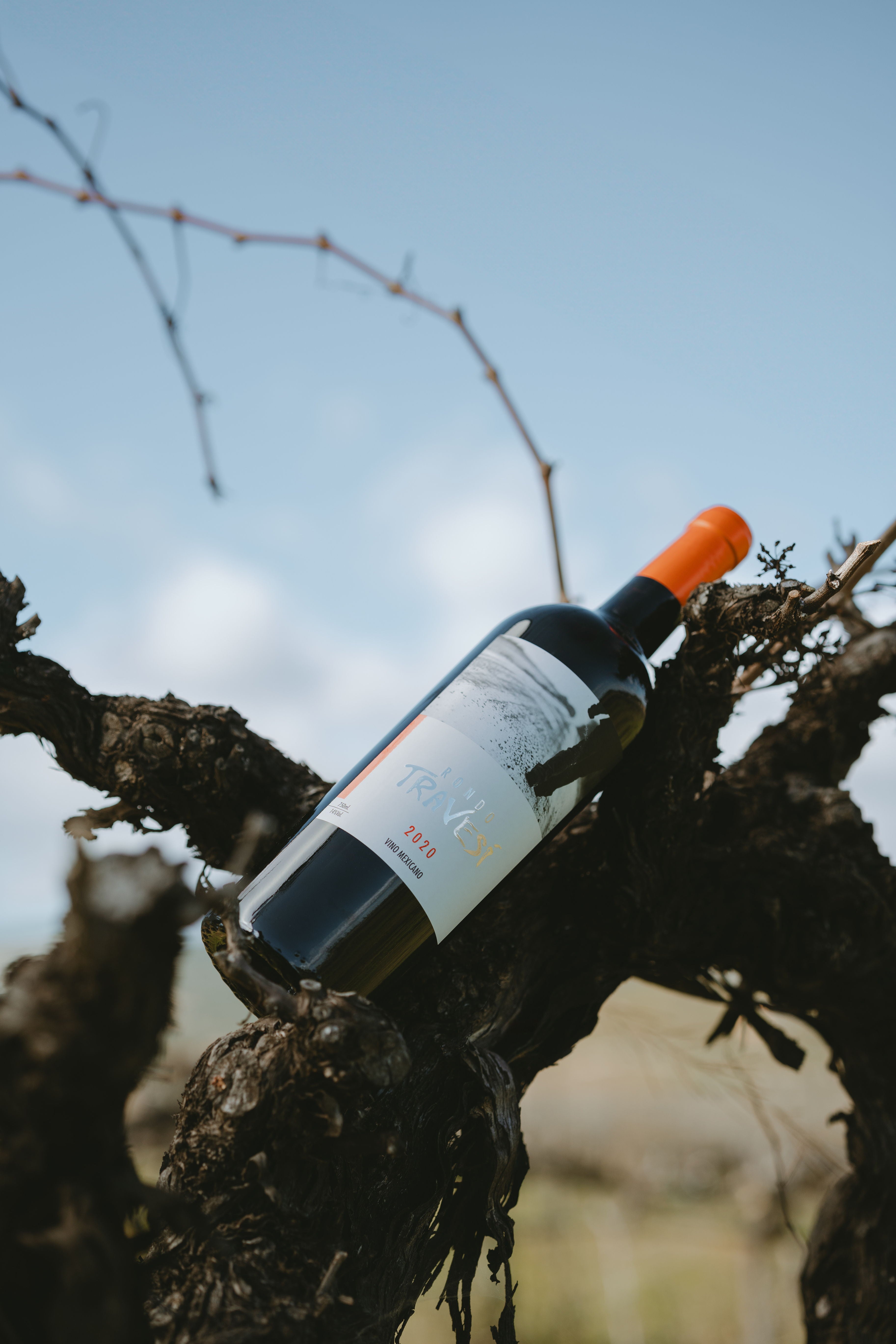 Botella de vino tinto travesí mexicano de Valle de aguadalupe