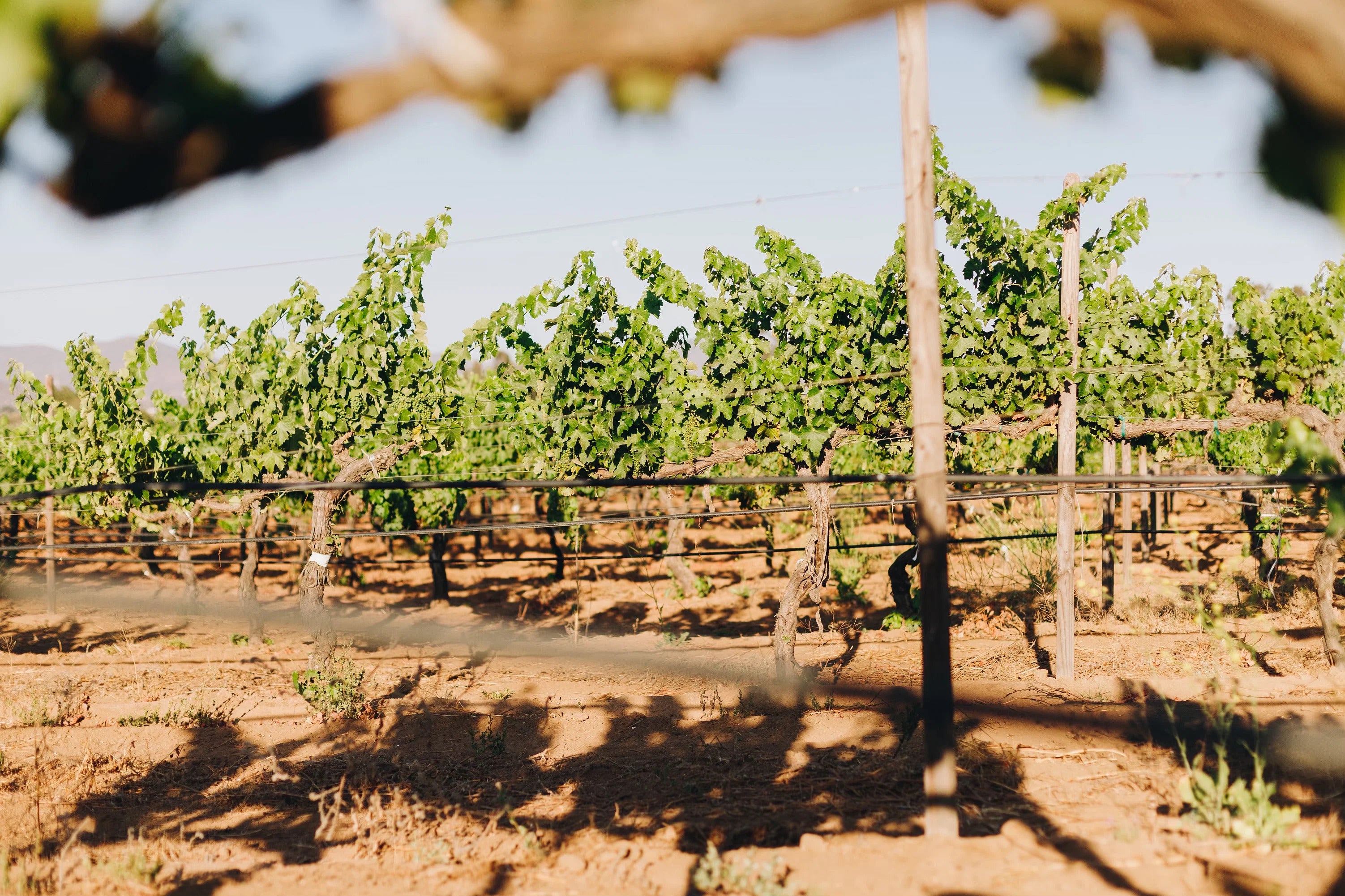 Degustación y recorrido entre viñedo - Rondo del Valle