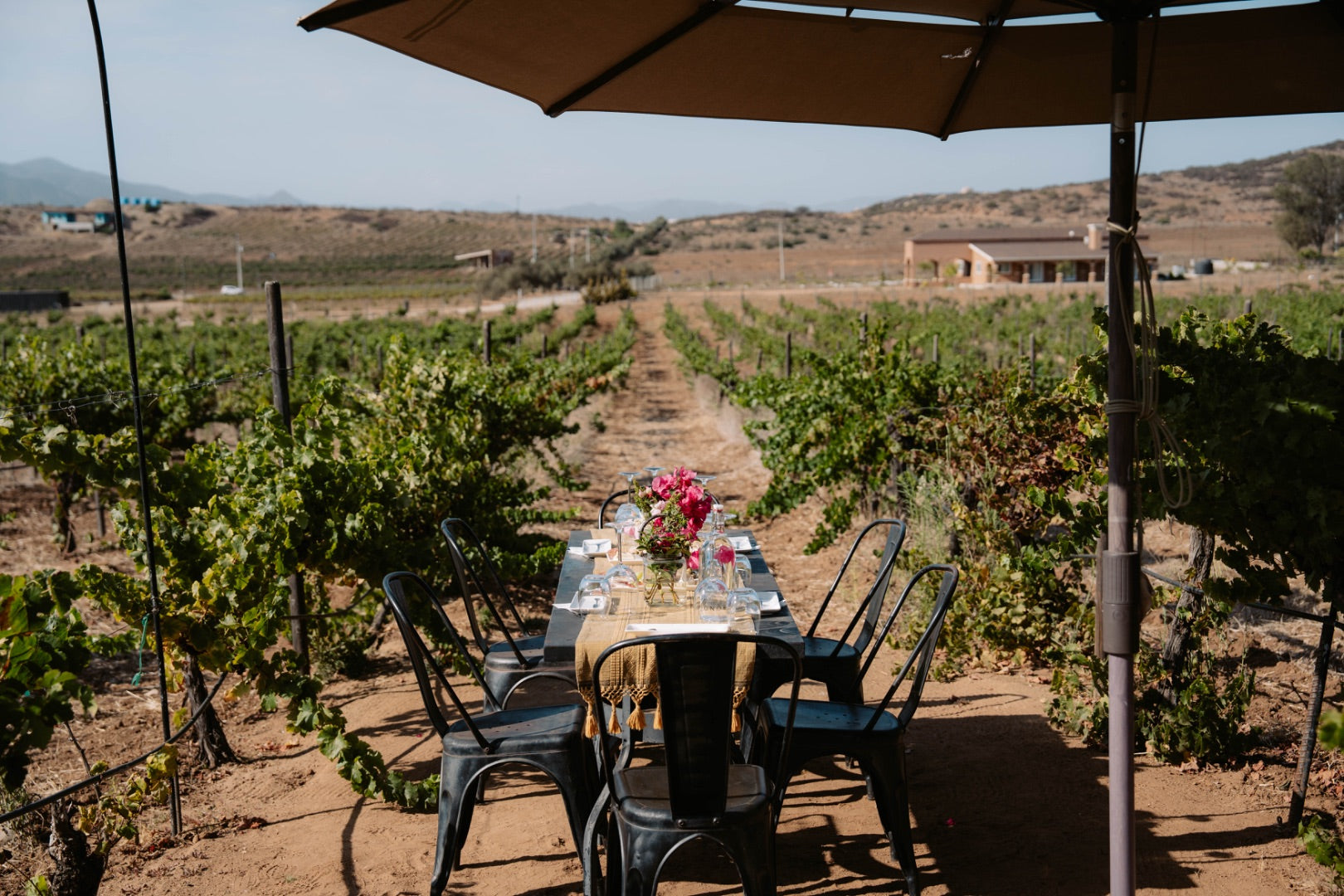 Degustación y recorrido entre viñedo - Rondo del Valle