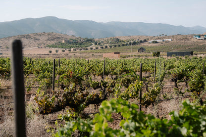 Degustación y recorrido entre viñedo - Rondo del Valle